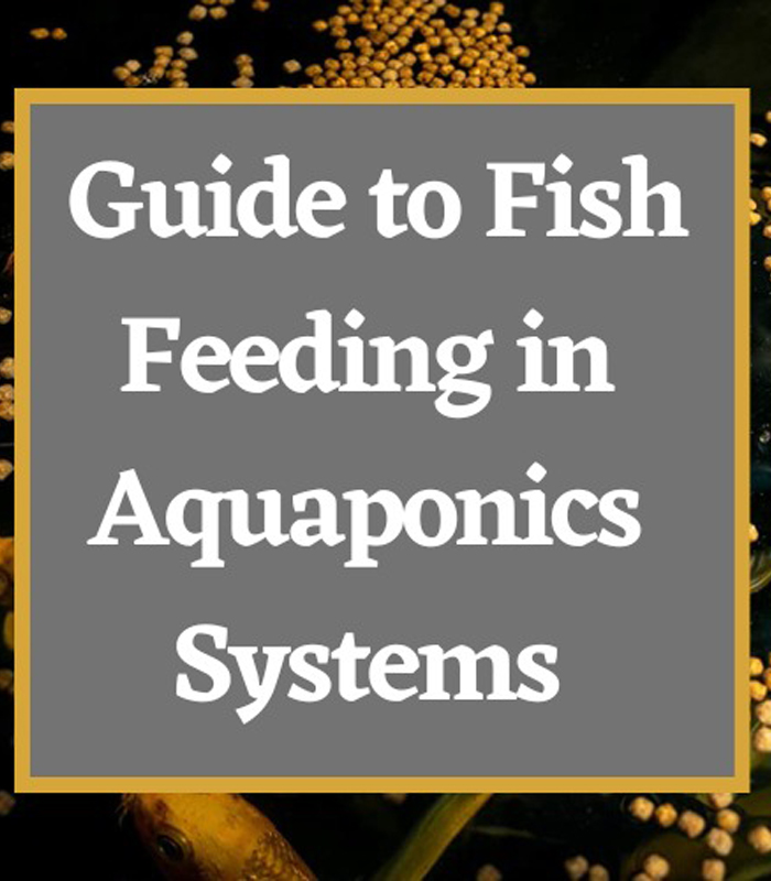 Fish-Feeding Fish Feeding - Image 1