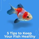 Fish Health