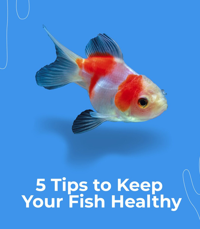 Fish-Health Fish Health - Image 1