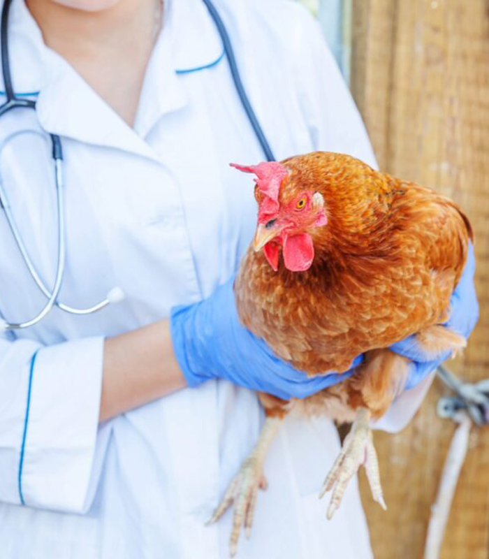 Poultry-Health Poultry Health Management - Image 1